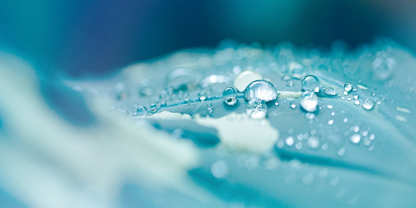 Blau-grünes Blatt mit abperlenden Wassertropfen